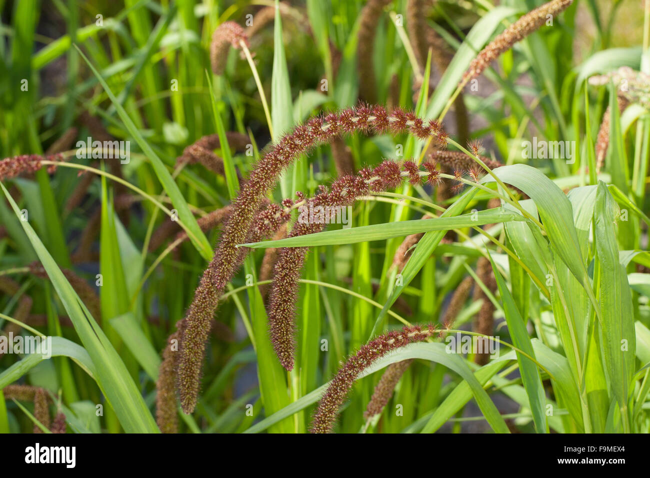 Foxtail Hirse, deutsche Hirse, Kolbenhirse, Kolben-Hirse, Hirse, sträuben sich Grass, Borstenhirse, Setaria Italica, Panicum unsere Stockfoto