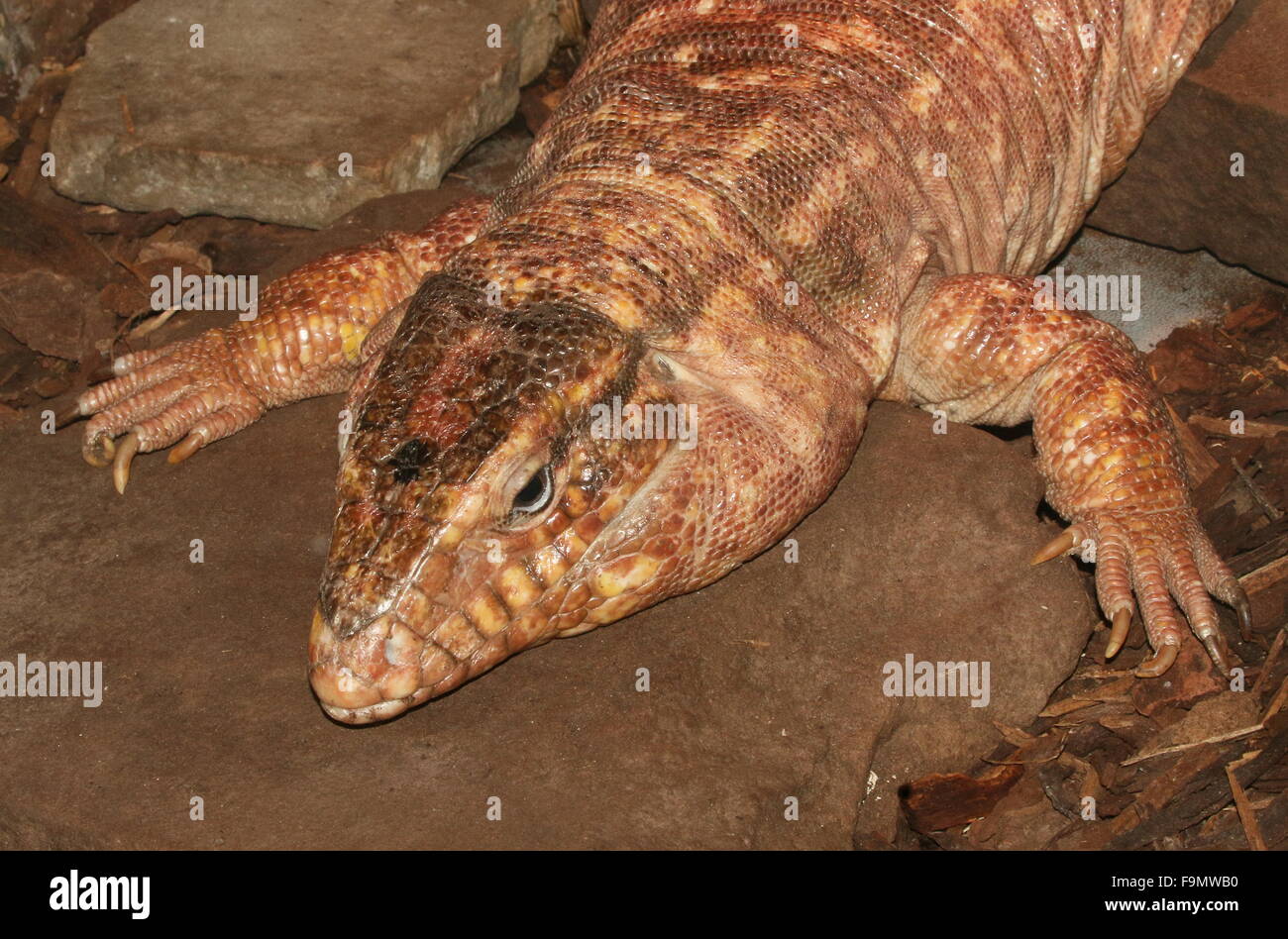 Weibliche argentinische rote Teju Rieseneidechse (Tupinambis saniert, Salvator saniert) Stockfoto