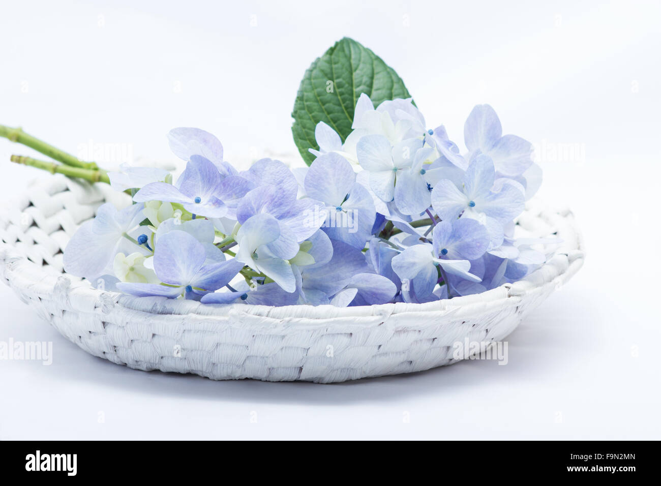 Blaue Hortensien in einem Korb auf weißem Hintergrund Stockfoto