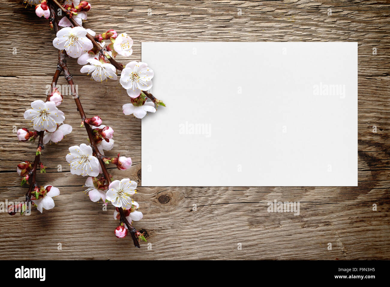 Apricot Blossom und Grußkarte auf hölzernen Hintergrund Stockfoto