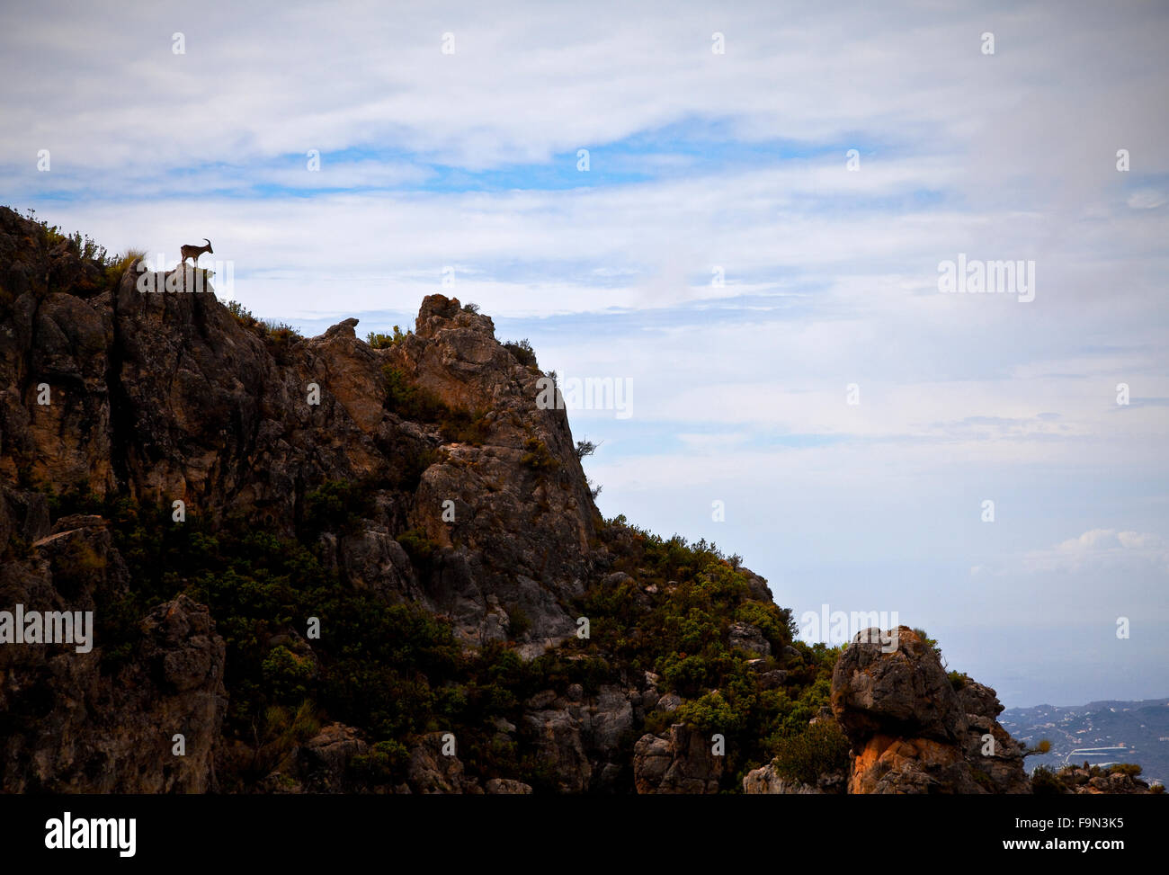 Steinbock in der Sierra de Almijara, in der Nähe von Nerja, Provinz Malaga, Andalusien, Spanien Stockfoto