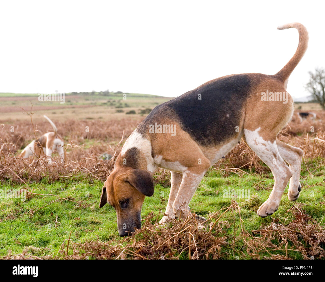 Foxhound auf die Jagd Stockfoto