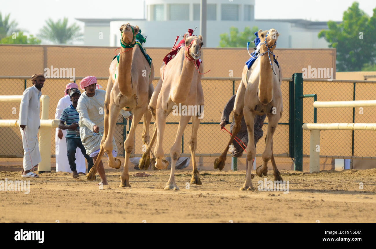 Kamelrennen in Vereinigte Arabische Emirate Stockfoto
