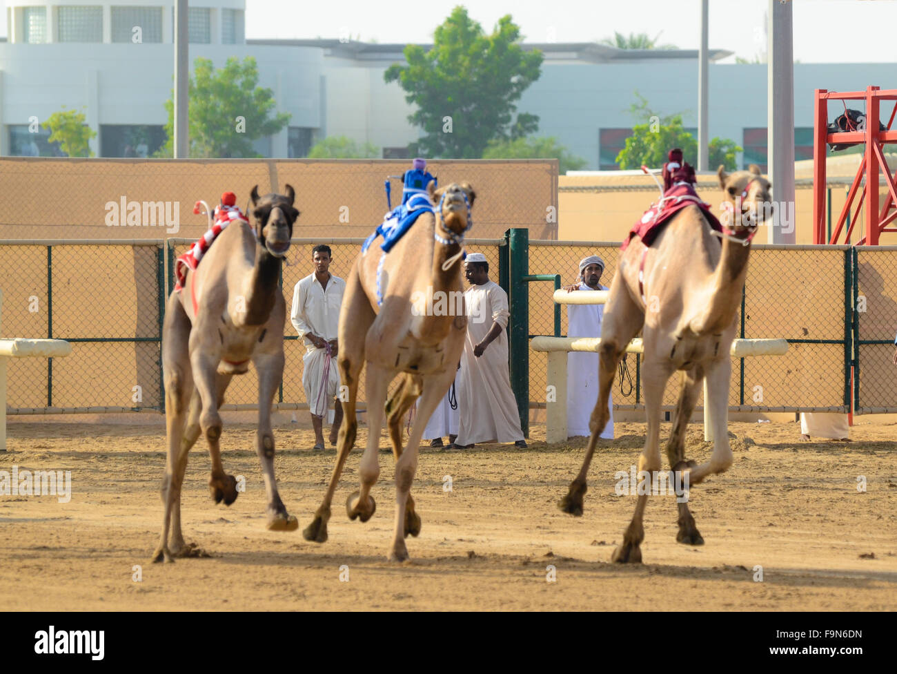 Kamelrennen in Vereinigte Arabische Emirate Stockfoto