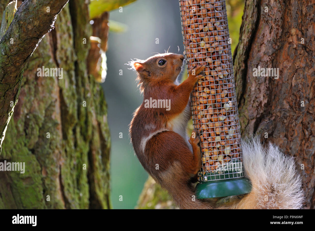 Eurasisches Rothörnchen (Sciurus vulgaris) raidiert Gartenvogelfutter / Vogelfutter mit Erdnüssen im Baum Stockfoto