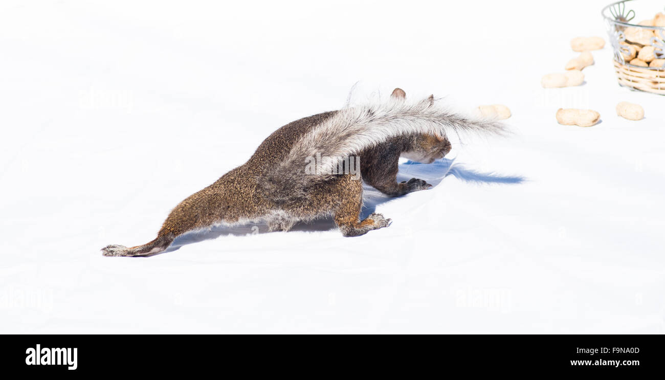 Hinterhältig Stealth-Eichhörnchen auf hellen Hintergrund, hoher Kontrast. Stockfoto