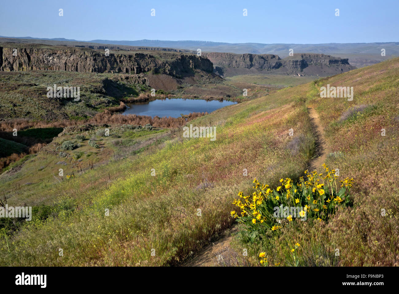 WA12355-00... WASHINGTON - kleine Schlagloch unterhalb der Weg zu den alten Seen der Quincy Wildlife Recreation Area. Stockfoto