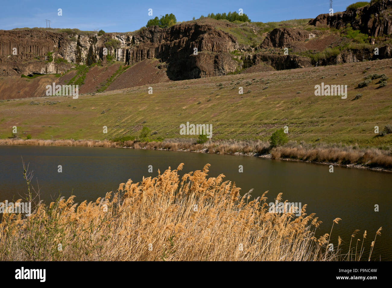 WA12377-00... WASHINGTON - Schilf am Ufer eines der alten Seen der Quincy Wildlife Recreation Area. Stockfoto