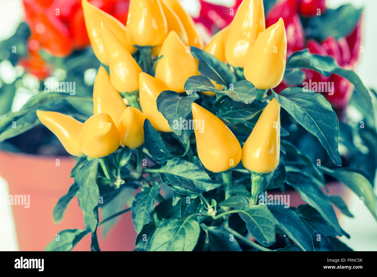 Nahaufnahme von gelb, rot, orange scharfe Chilischoten im Topf Instagram Wirkung Stockfoto