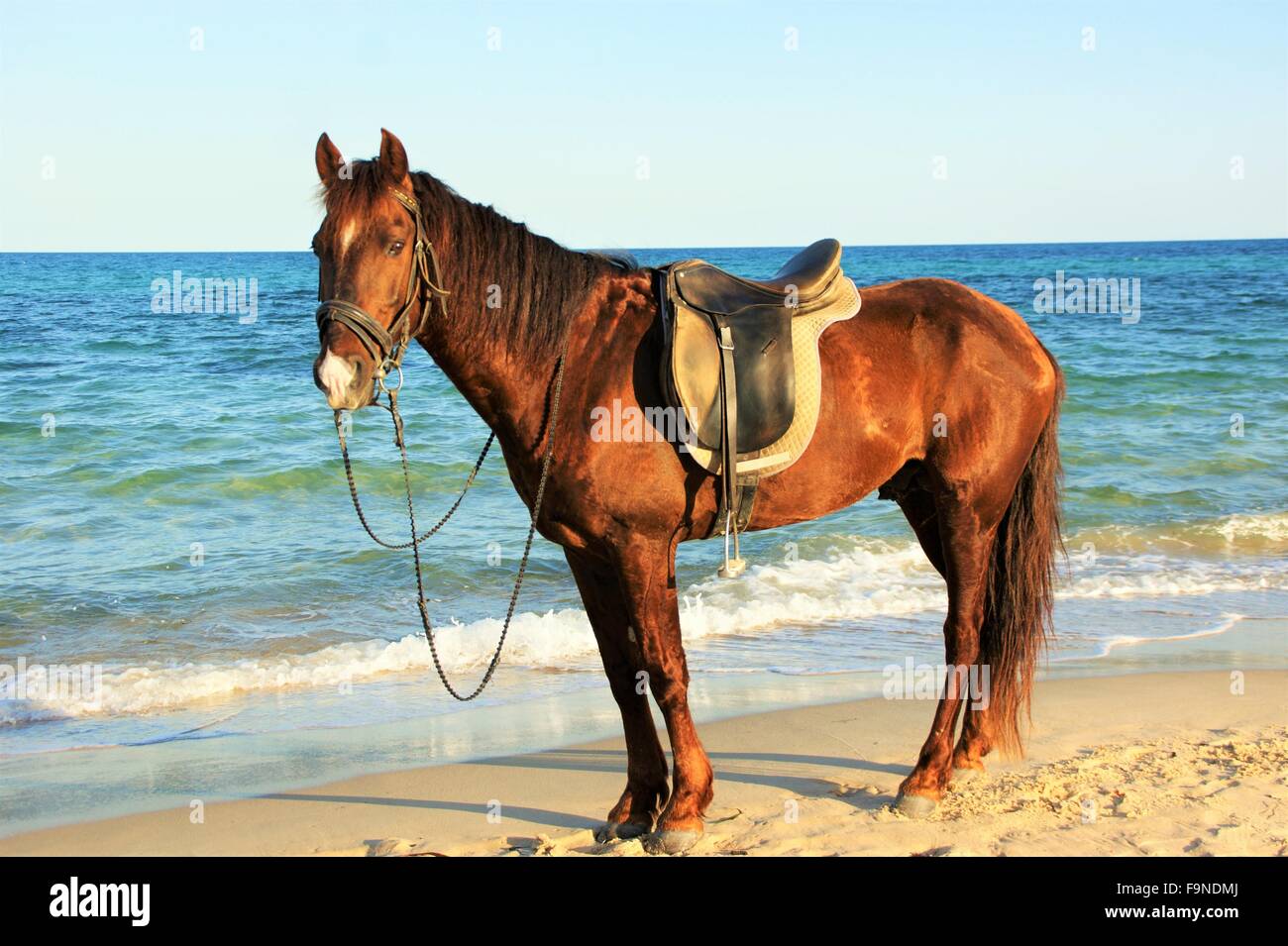 Pferd am Strand Stockfoto