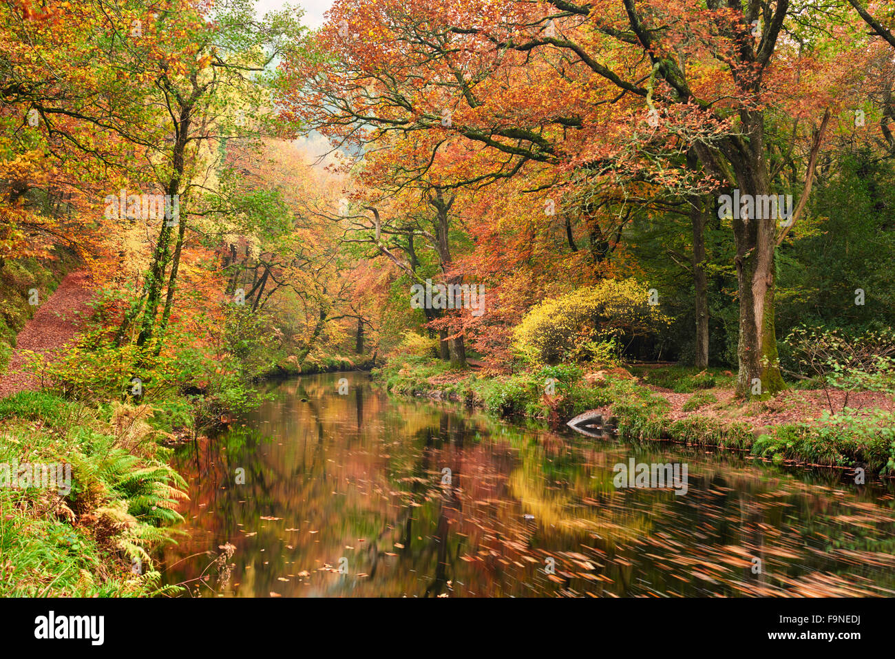 Herbstliche Wälder an den Ufern des River Teign nahe Fingle Bridge, Drewsteignston, Dartmoor Nationalpark Stockfoto
