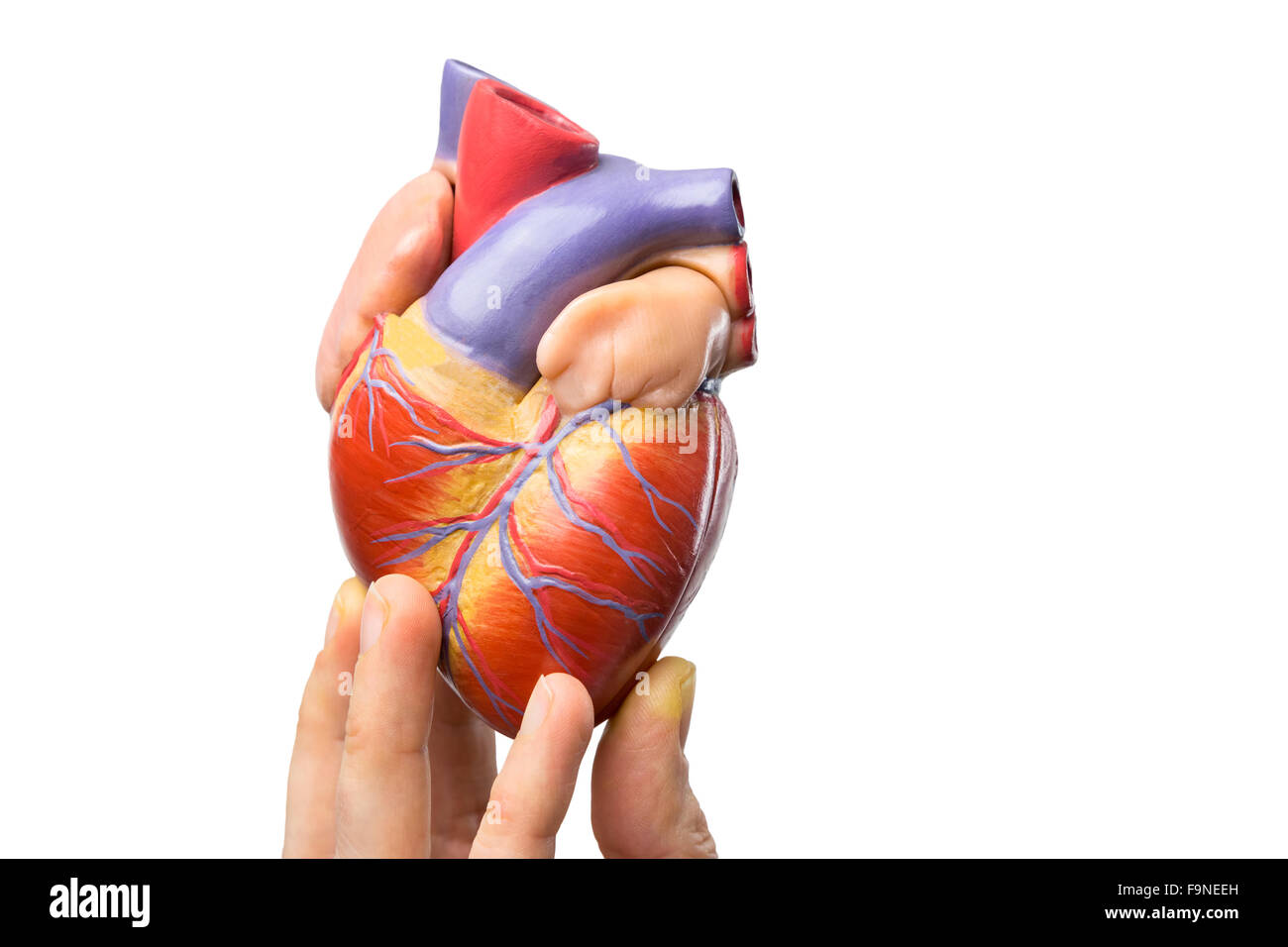 Finger zeigen Modell des menschlichen Herzens isoliert auf weißem Hintergrund Stockfoto