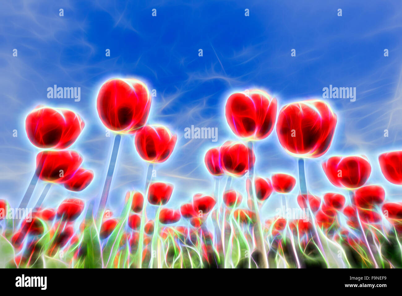 Spezielle Lichteffekte in Gruppe von roten Tulpen mit blauem Himmel Stockfoto