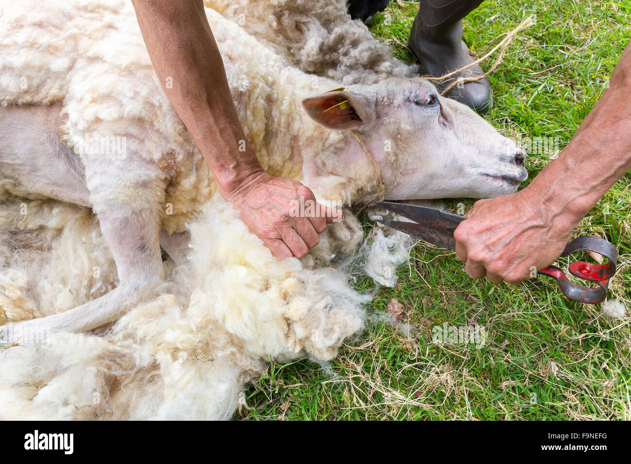 Hände des Mannes rasieren Wolle von Schafen mit einer Schere Stockfoto