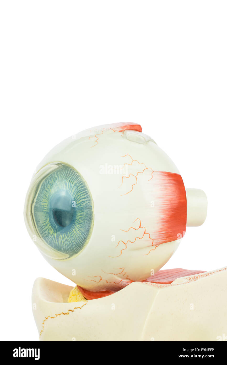 Künstlichen Modell des menschlichen Auges isoliert auf weißem Hintergrund Stockfoto