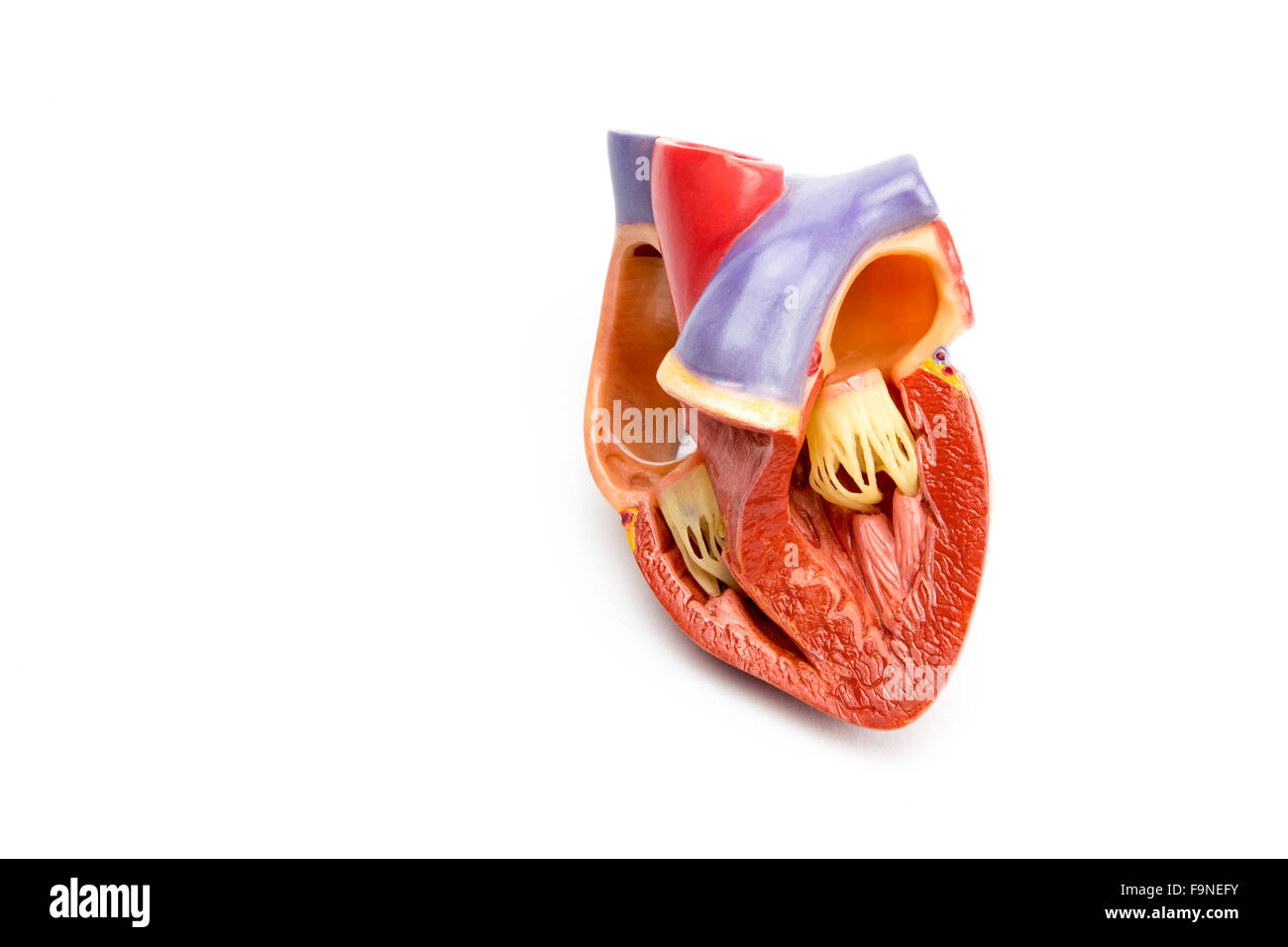Innen synthetische Modell des menschlichen Herz isoliert auf weißem Hintergrund geöffnet Stockfoto
