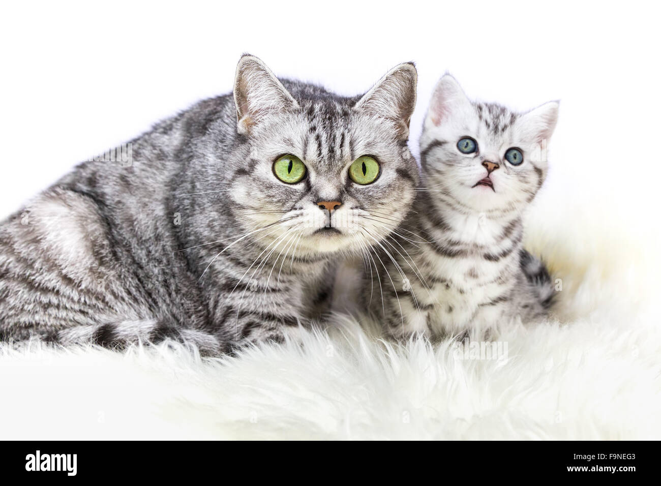 Mutter Britisch Kurzhaar Silber Tabby Katze sitzt mit jungen Kätzchen isoliert auf weißem Hintergrund Stockfoto