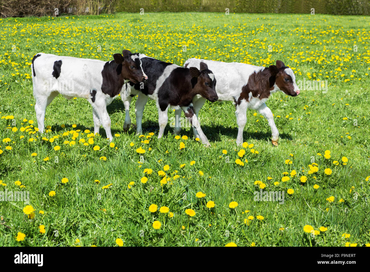 Drei schwarze weiße Kälber laufen auf grüner Wiese mit Löwenzahn Stockfoto