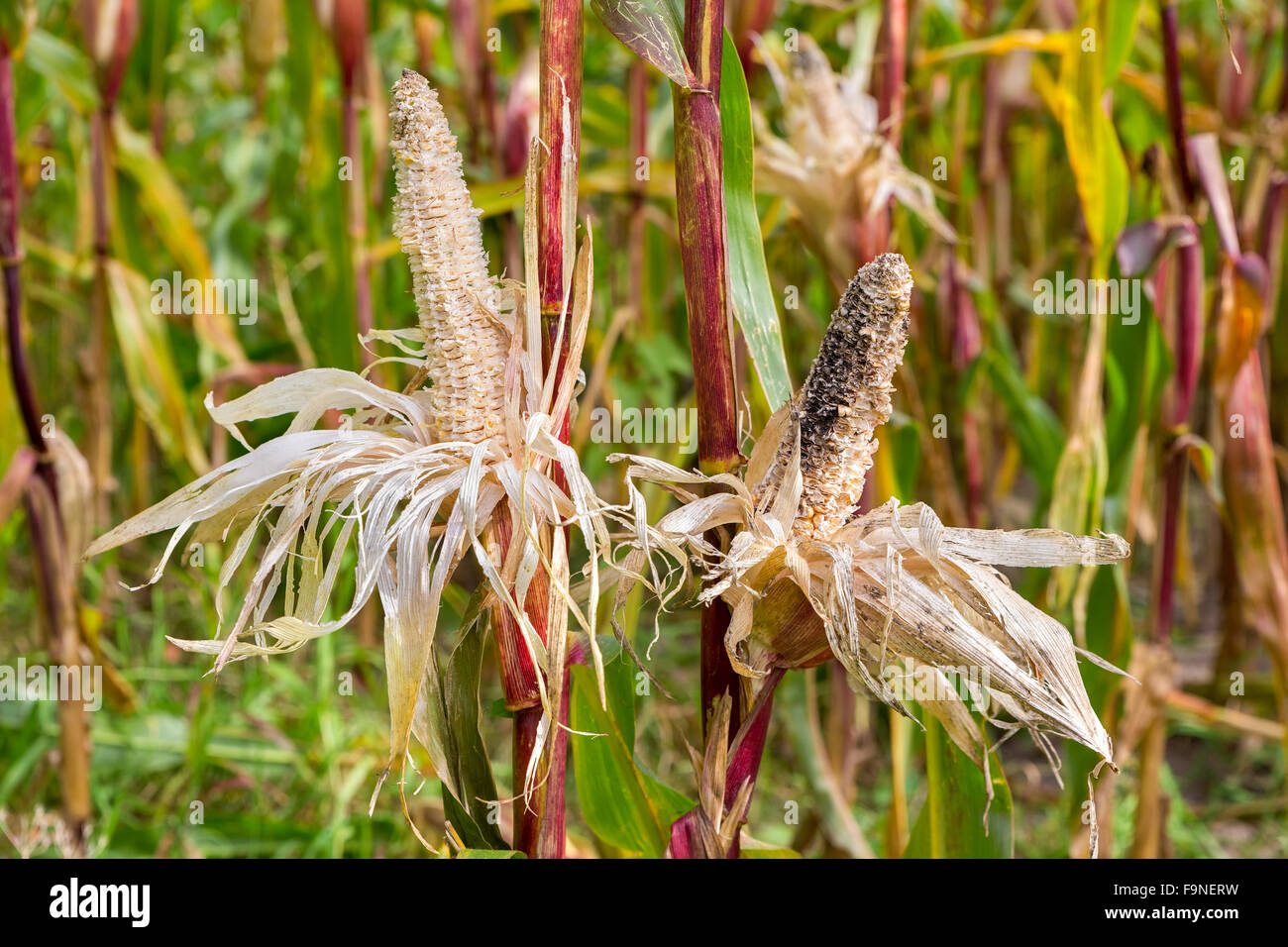 Landwirtschaftliche Schäden Maiskolben durch Vögel im Maisfeld Stockfoto