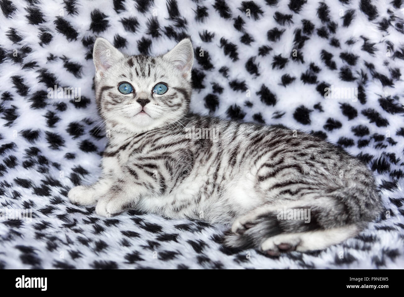Junge schwarze Silber Tabby spotted Katze liegend auf schwarzen und weißen Fell Stockfoto