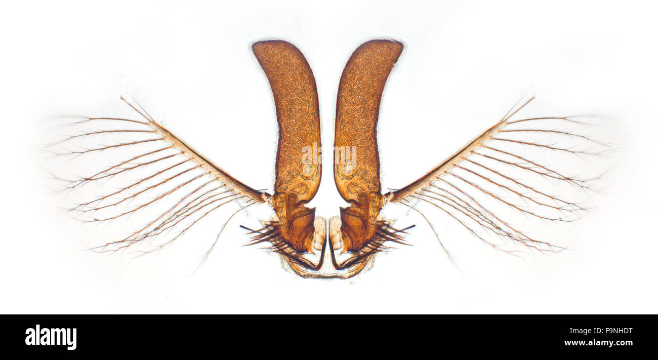 Hellfeld Mikrophotographie, Tsetse-Fliege Mundwerkzeuge, Schlafkrankheit Vektor Stockfoto