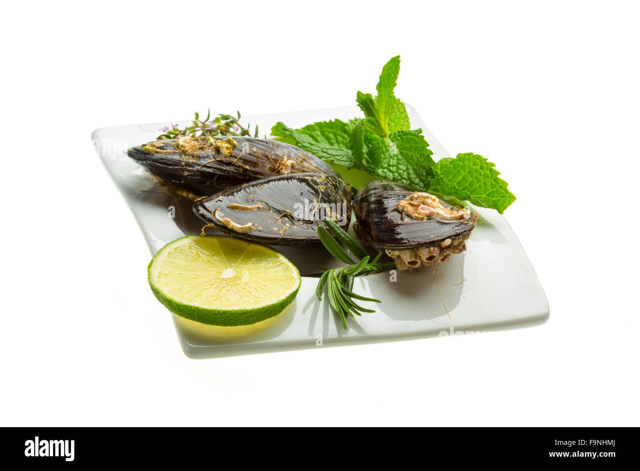 Wilde Muschel-Makro-Studio-Shooting Stockfoto