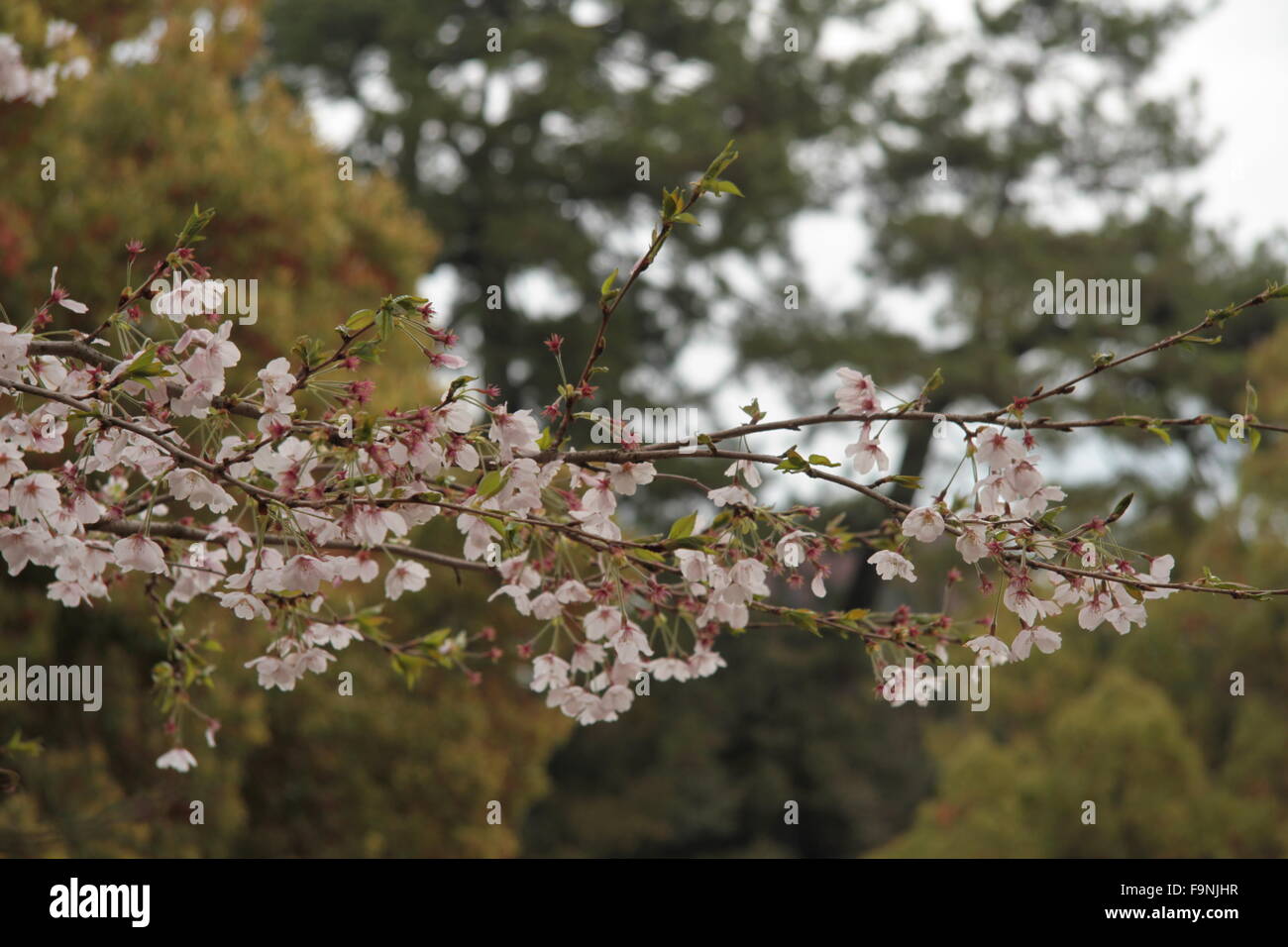Cherry Blossom Zweig Stockfoto