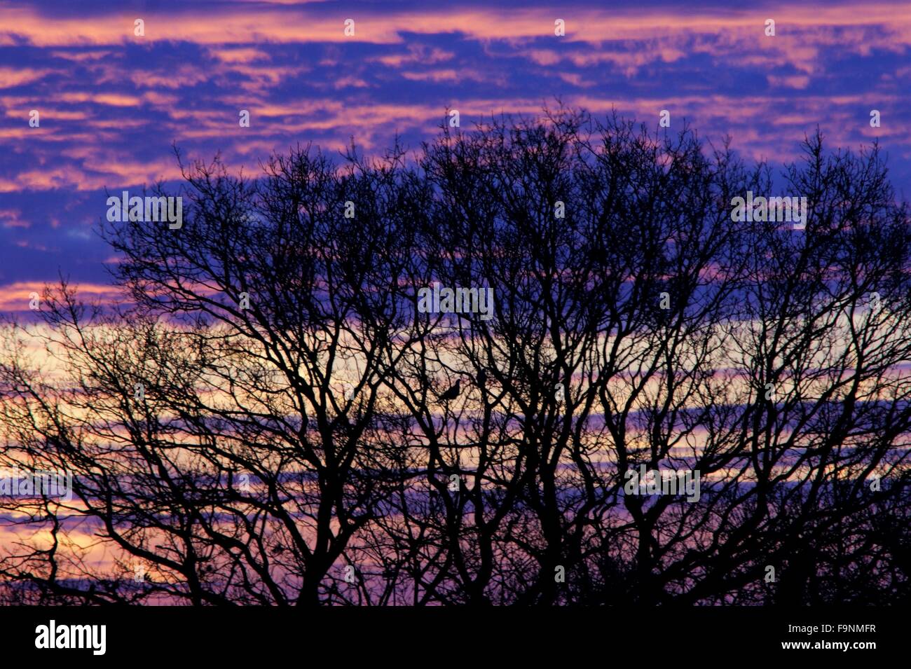 farbige Himmel und Baum-Szene Stockfoto