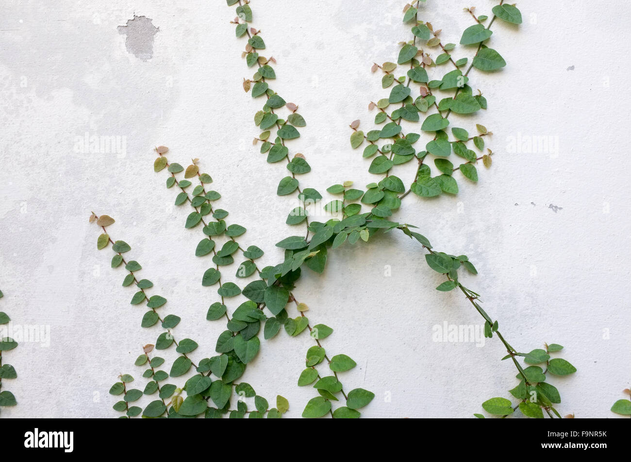 Coatbuttons mexikanische Daisy Pflanze an Weißzement Wand Stockfoto