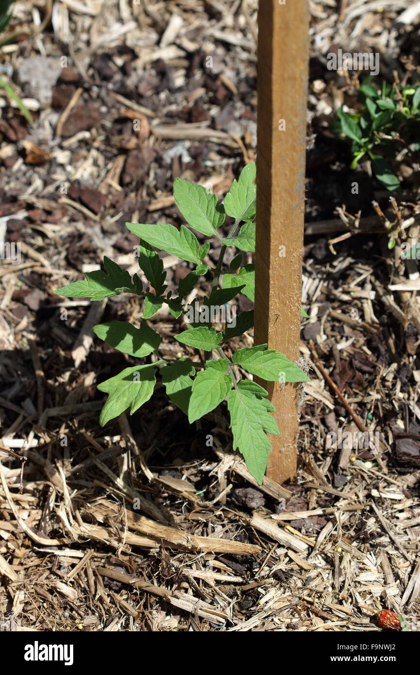 Wachsenden Tomaten Setzlinge in den Boden Stockfoto