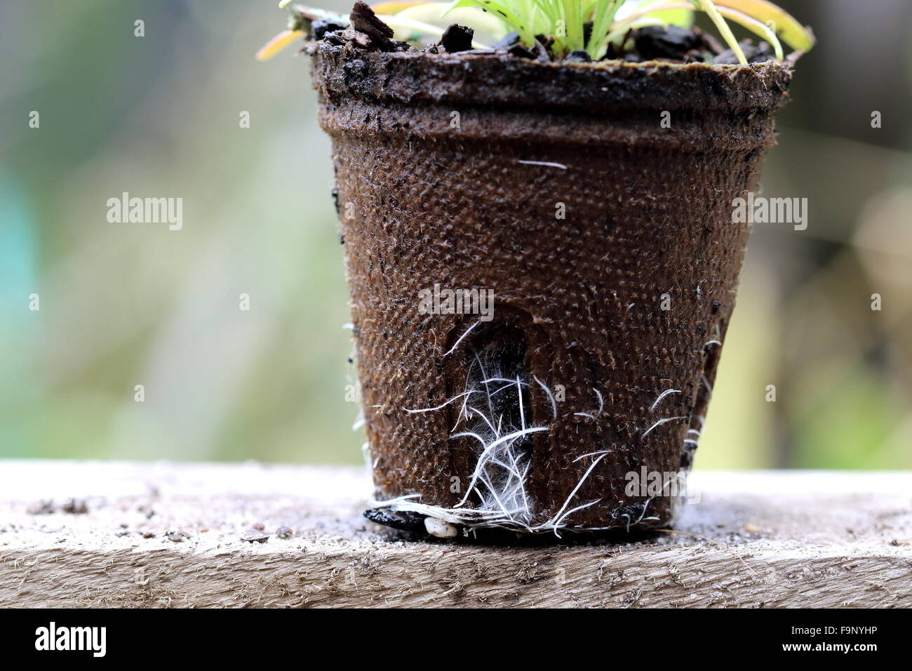 Schuss von Blume Sämling Wurzeln seiner Flucht aus biologisch abbaubaren Topf hautnah Stockfoto