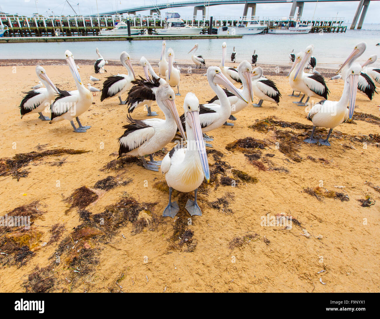 Viele Pelikane am Strand von San Remo, Victoria, Australien Stockfoto