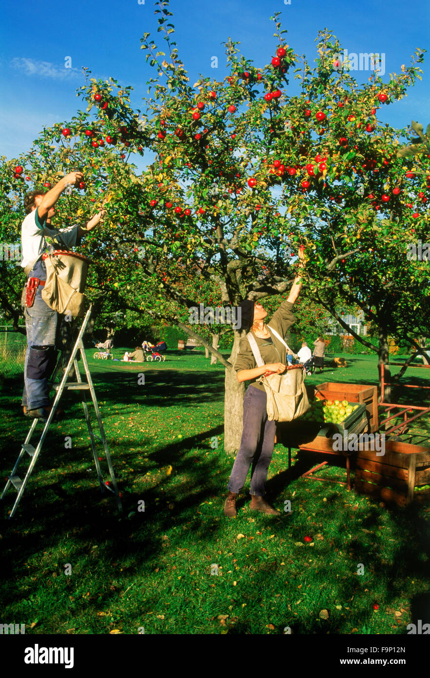 Junger Mann und Frau pflücken Äpfel vom Baum auf Bauernhof in der Nähe von Stockholm während der jährlichen Ernte-Saison Stockfoto