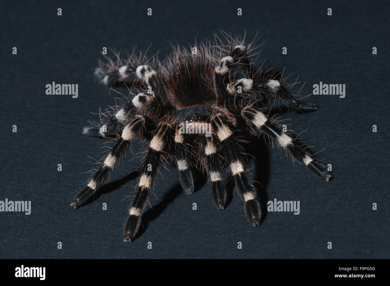 Nahaufnahme von der Vogel-Spinne Stockfoto