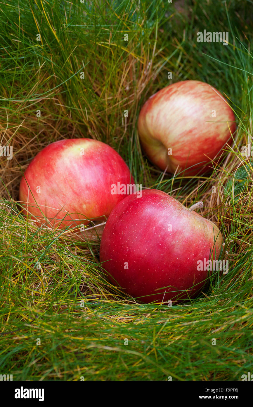 großer roter Apfel auf dem grünen Rasen Stockfoto