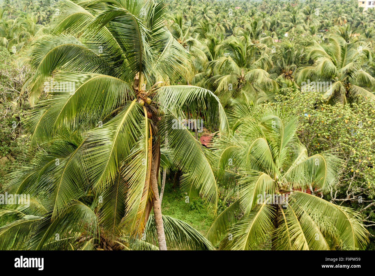 Kokospalmen im tropischen Indien Stockfoto