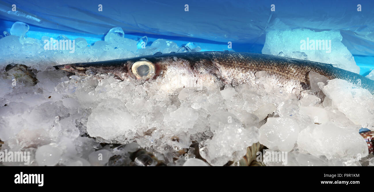 Der Barracuda Fisch ist im Eis auf der Theke des Ladens Stockfoto