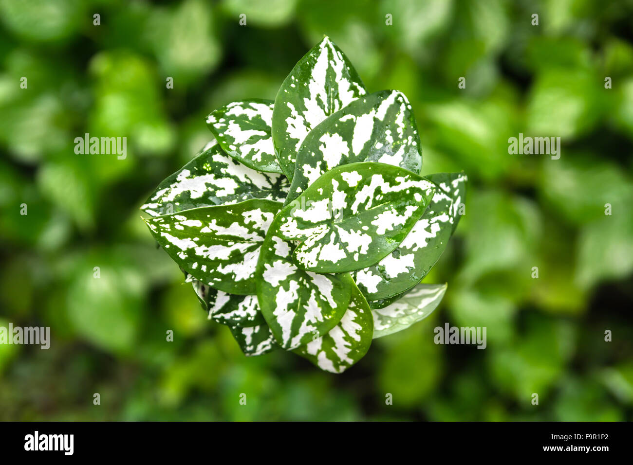 entdeckt in Grünton Caladium auf Unschärfe Blätter weiß Stockfoto
