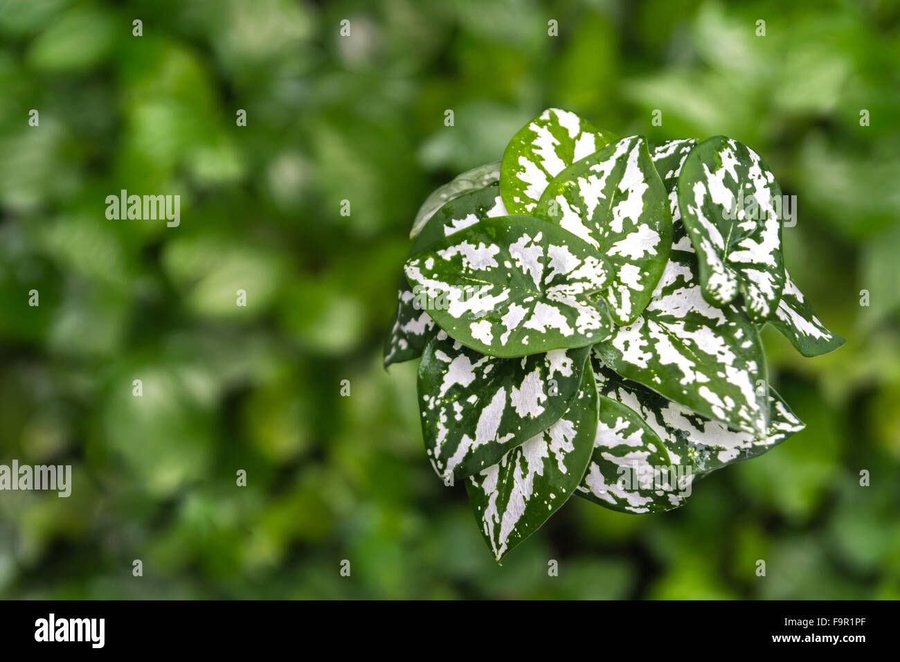 entdeckt in Grünton Caladium auf Unschärfe Blätter weiß Stockfoto