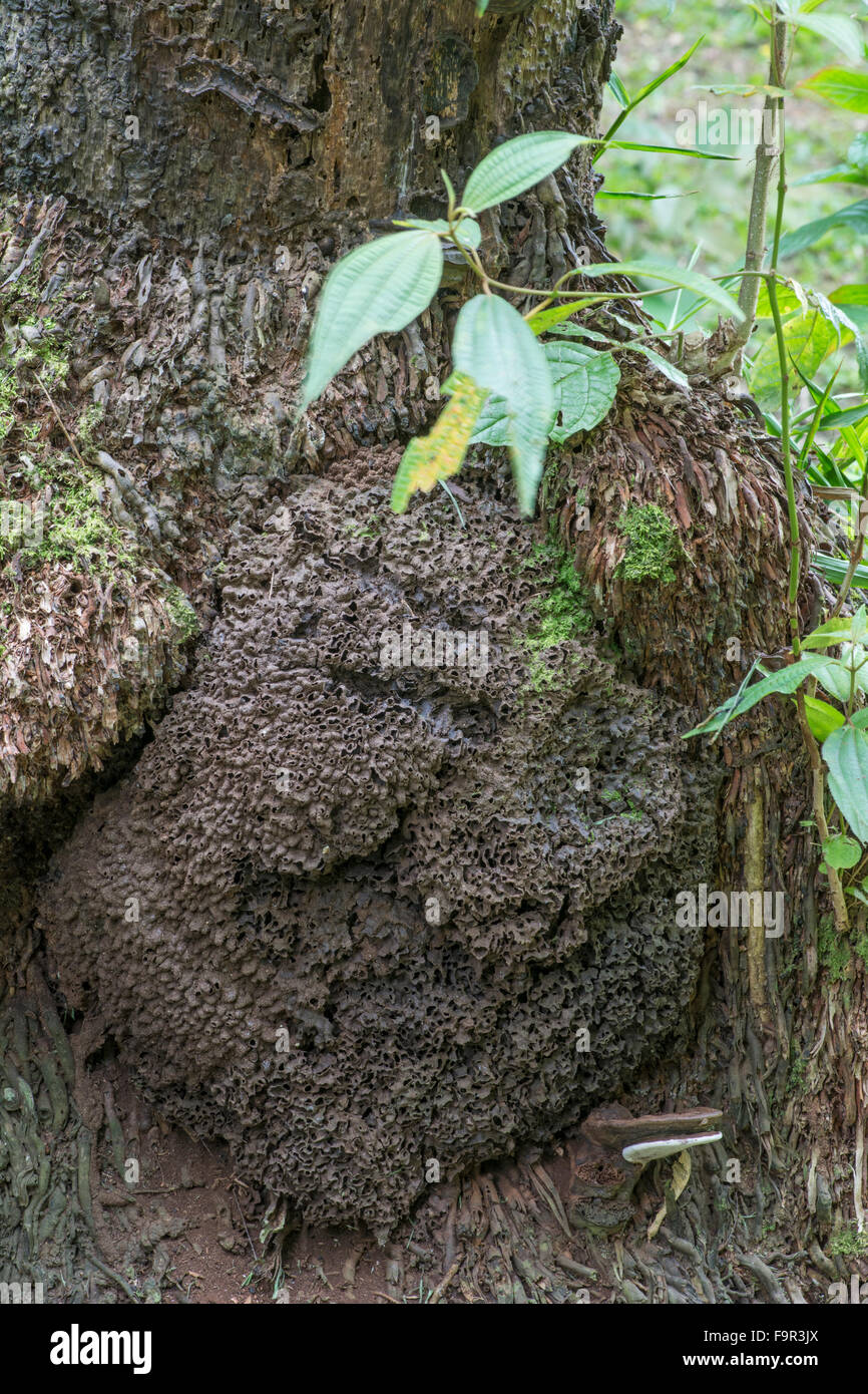 Termite Nest an der Basis des Baumes, Barbados. Stockfoto