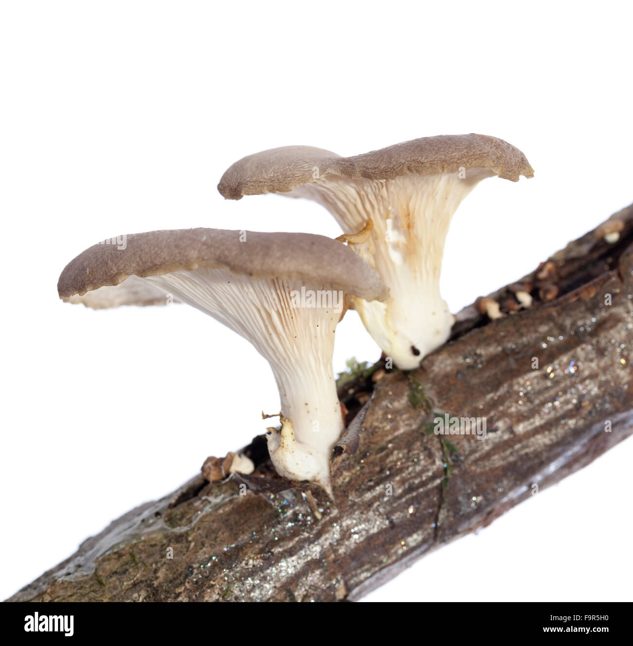 zwei ungenießbare Pilze (Polyporus Ciliatus) auf Ast Stockfoto
