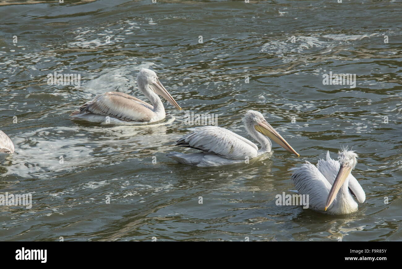 Dalmatinische Pelikane füttern am Fluss Outfall, See Kerkini Nord Griechenland. Stockfoto