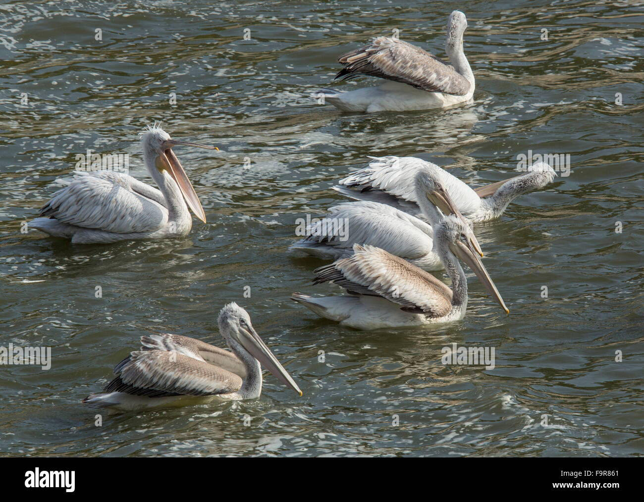 Dalmatinische Pelikane füttern am Fluss Outfall, See Kerkini Nord Griechenland. Stockfoto