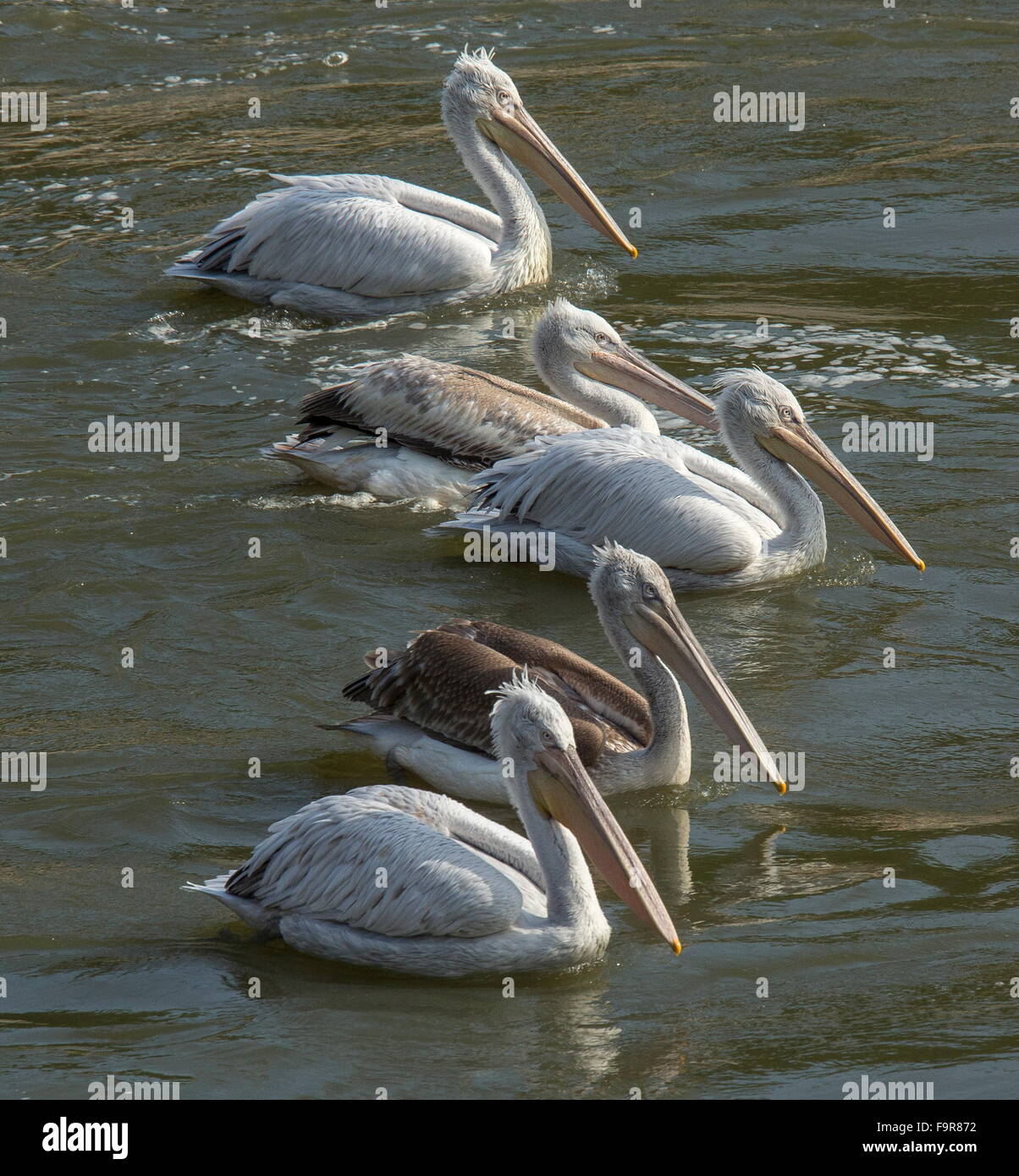 Dalmatinische Pelikane Pelecanus Crispus Fütterung am Fluss Outfall, See Kerkini Nord Griechenland. Stockfoto