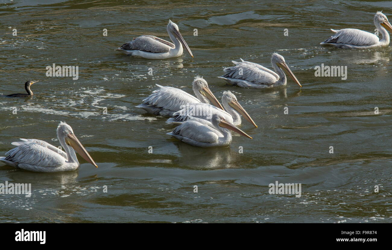 Dalmatinische Pelikane füttern mit Pygmy Kormorane am Fluss Outfall, See Kerkini Nord Griechenland. Stockfoto