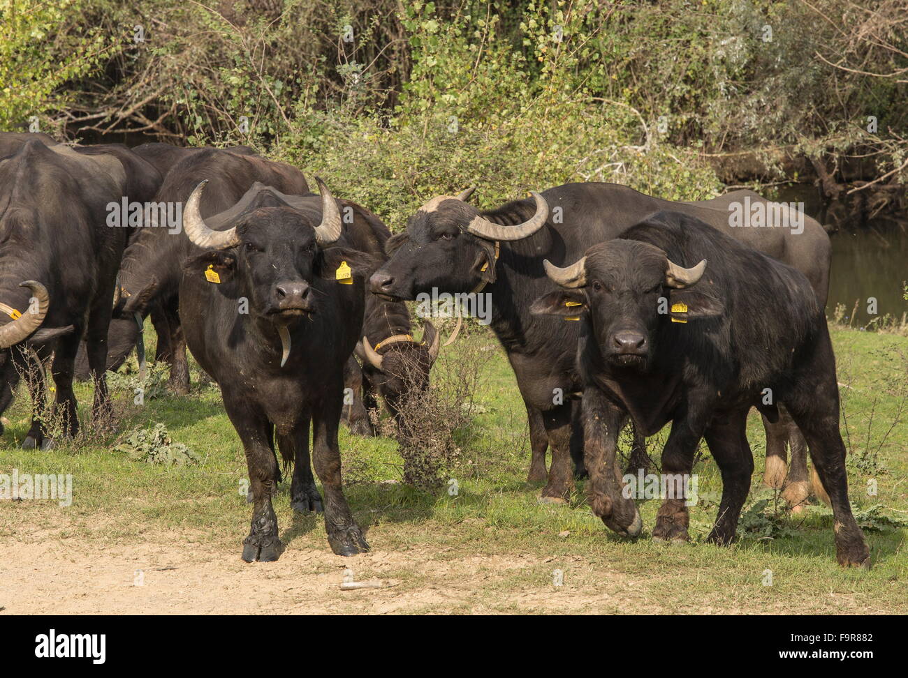 Wasserbüffel Herde weiden rund um See Kerkini, Nord-Griechenland. Stockfoto