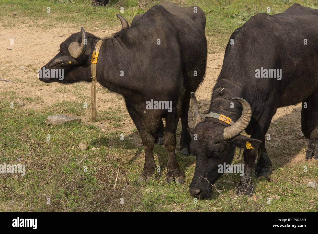 Wasserbüffel Herde weiden rund um See Kerkini, Nord-Griechenland. Stockfoto