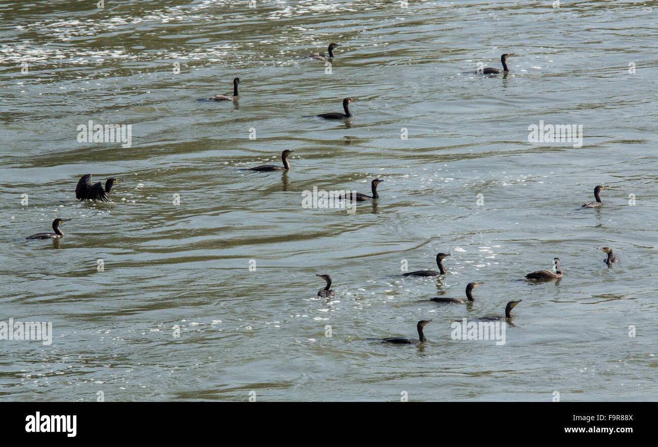 Pygmy Kormorane Microcarbo Pygmeus Fütterung am See Kerkini, Nord-Griechenland. Stockfoto