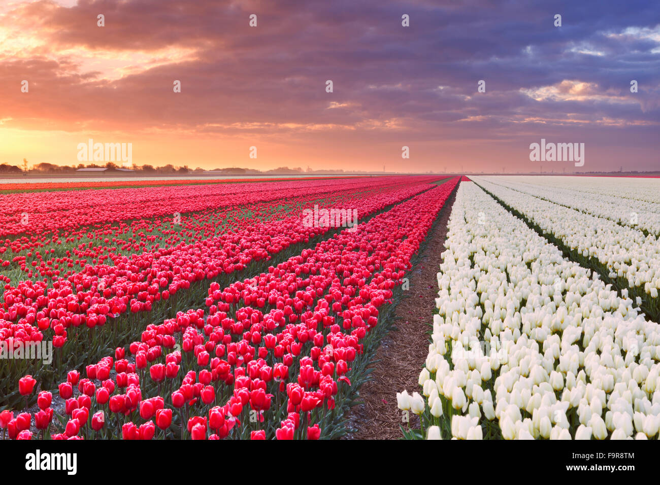 Reihen von bunten Tulpen bei Sonnenaufgang in der Nähe von Alkmaar in den Niederlanden. Stockfoto