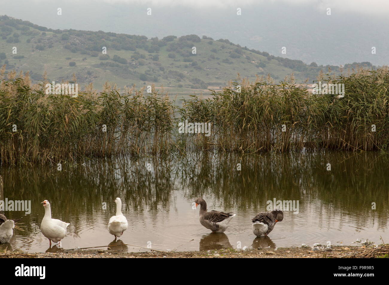 Hof Gänse am See Zazari, Florina, mazedonischen Griechenland. Stockfoto